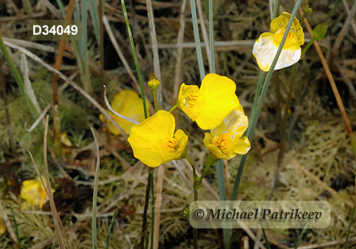 Flat-leaved Bladderwort (Utricularia intermedia)